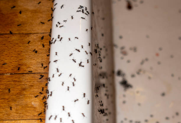 Best Best Pest Control Companies  in Johnson City, KS